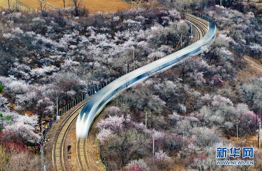 居庸関長城、春爛漫の中を駆け抜ける高速鉄道「和諧号」