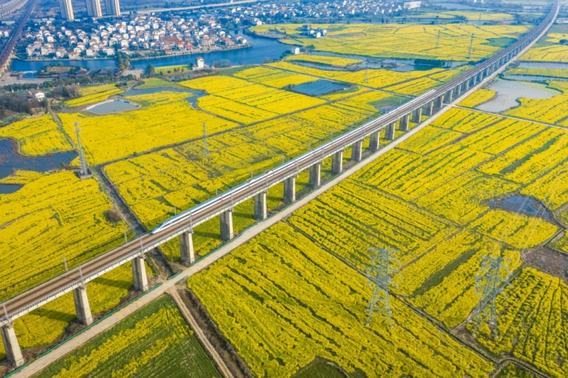 菜の花畑の間を走る高速列車（撮影・張萌飛）。