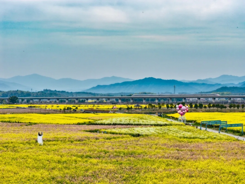 菜の花畑が一面に広がり、列車が通過して油絵のような絶景広がる江西省景徳鎮市（撮影・涂家婷）。