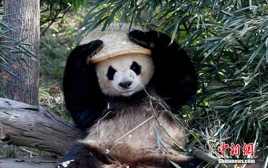 春を満喫するジャイアントパンダの「芝麻」 四川省
