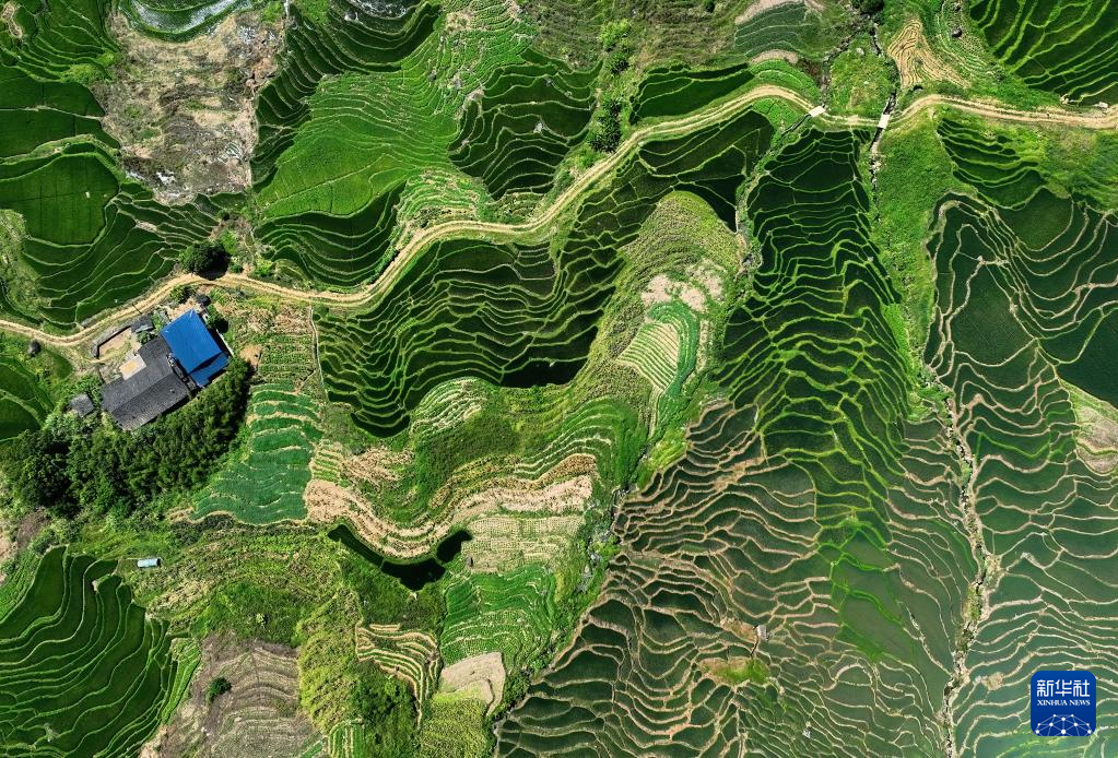 世界農業遺産の聯合棚田 福建省尤渓県