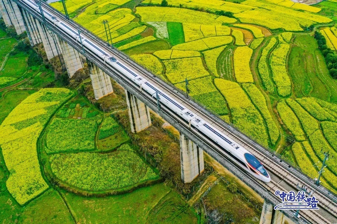 高速鉄道が菜の花畑を通り過ぎる。まるで黄色い油絵の中にいるようだ。（撮影・李小平）