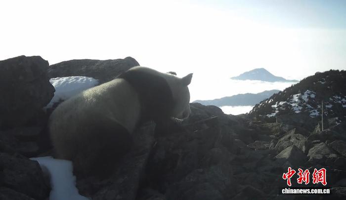 赤外線カメラが捉えたジャイアントパンダの映像（画像提供：四川蜂桶寨国家級自然保護区管理保護センター）