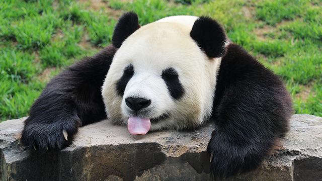 森林動物園