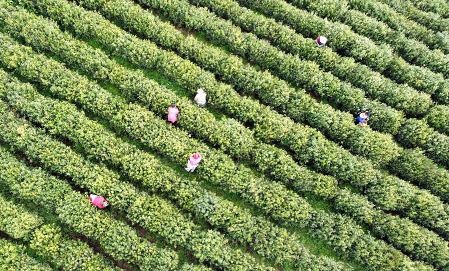 2026年4月1日，巢湖市苏湾镇苏居茶厂200多名采茶人员正在茶园采摘春茶。各地茶生产企业加紧新茶采摘加工，保障茶叶市场供应。通讯员 苏自山 摄（安徽图片网供图）