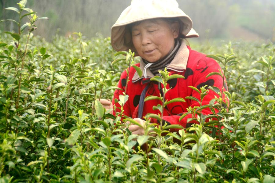 2026年4月1日，巢湖市苏湾镇苏居茶厂200多名采茶人员正在茶园采摘春茶。各地茶生产企业加紧新茶采摘加工，保障茶叶市场供应。通讯员 苏自山 摄（安徽图片网供图）