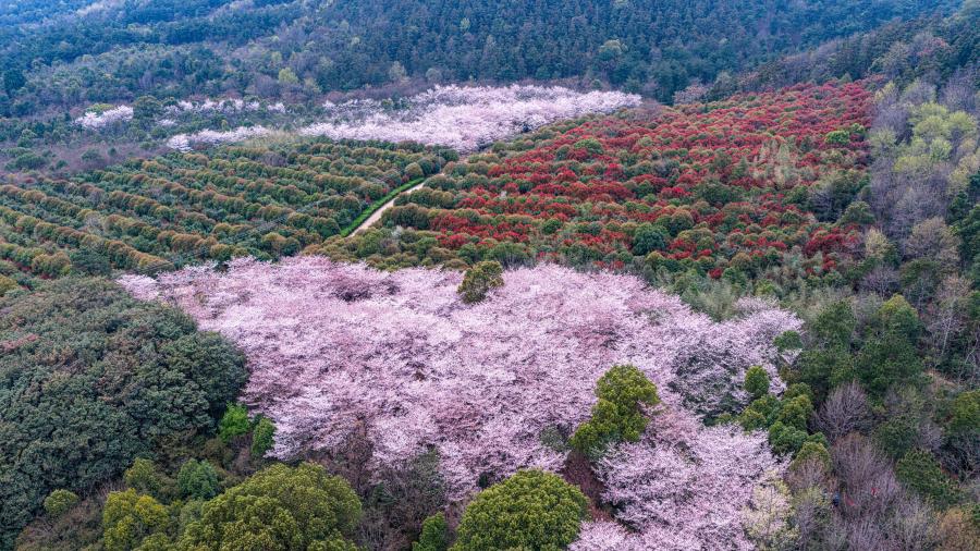 2026年3月29日，合肥市庐江县夹山硔森林公园内，数百亩樱花悄然绽放、缀满枝头。粉白相间的花瓣随风轻舞，花色艳丽动人，引得八方游客纷至沓来，漫步樱花园中，赏繁花、拍美照，沉浸式感受春日限定浪漫，尽享休闲惬意时光。通讯员 巢志斌 摄（安徽图片网供图）