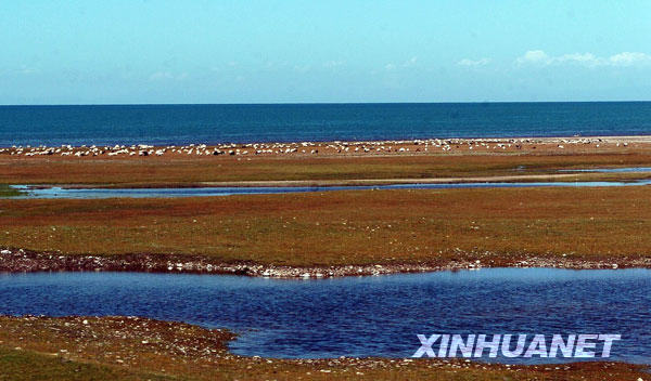 这是8月30日拍摄的青海湖畔，水草丰美，羊群如云。