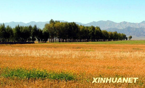 柴达木盆地内的迷人秋景(8月30日摄)。
