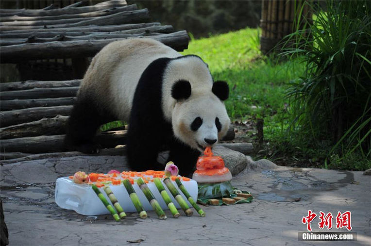 海外帰りのパンダ「福豹」が4歳の誕生日を迎える　四川省